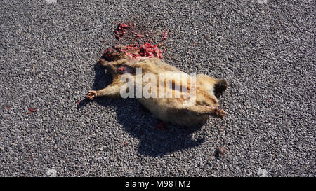 Ein scheinbar brutale Ende für diese Tiere Opfer von roadkill in Tasmanien. Der Staat ist stolz auf seine Anstrengungen im Hinblick auf die Erhaltung der Umwelt besonders die Tierwelt wie der Tasmanische Teufel. Für viele so entlang der Inseln Straßennetz reisen es bald zeigte sich die überraschende Zahl von Wildtieren "ROADKILL" wird. In den heißen Sommermonaten ist es nicht ungewöhnlich, dass die ranzigen Geruch verwesender Tierkörper, die Sie vor der Sichtung zu begrüßen. Stockfoto