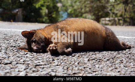 Tasmanien befindet sich in der wenig beneidenswerten Position, als die Tiere "ROADKILL" Hauptstadt der Welt. Der Tasmanischen Wildnis World Heritage Area besteht aus Nationalparks, Reservate, und Schutzgebiete, die Küste, Inseln, Flüsse, Berge, Täler und Schaltfläche Grasebenen alle von außergewöhnlicher natürlicher Schönheit und Abgeschiedenheit. Kein Wunder, dass es Weltkulturerbe Anerkennung erworben. Jedoch Berichte zeigen, dass die Zahl der wilden Tiere jährlich auf der Tasmanischen Straßen getötet gleichsetzen könnte zu einer unglaublichen Zahl 500 000. Stockfoto