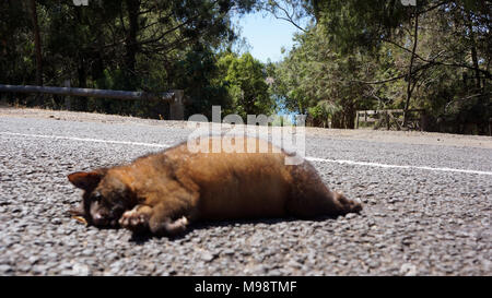 In Bezug auf die roadkill in Tasmanien Erhaltung der Tierwelt scheint nicht der Fokus der Aufmerksamkeit für viele Menschen zu sein. Die Berichte zeigen, dass die Zahl der wilden Tiere jährlich auf der Tasmanischen Straßen getötet gleichsetzen könnte zu einer unglaublichen Zahl 500 000. Das ist fast eine pro Kopf der staatlichen australischen Bevölkerung, die im Jahr 2017 fast 520 000. Stockfoto