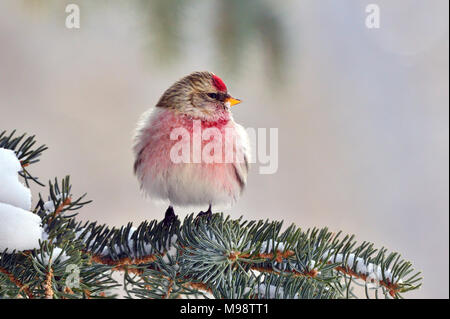 Eine Vorderansicht eines wilden Redpoll Finch thront auf einem Zweig mit Federn Fichte fluffed gegen die kalte Witterung im ländlichen Alberta Kanada zu schützen. Stockfoto