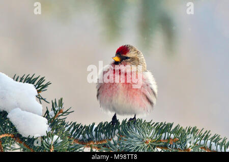 Eine Vorderansicht eines wilden Redpoll Finch thront auf einem Zweig mit Federn Fichte fluffed gegen die kalte Witterung im ländlichen Alberta Kanada zu schützen. Stockfoto