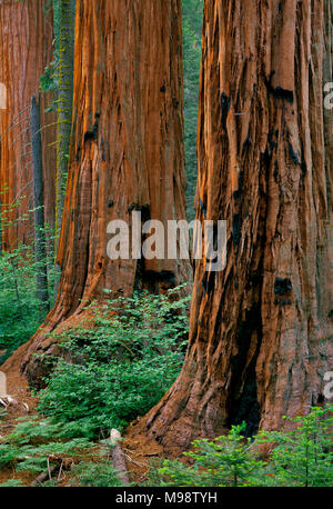 Riesige Mammutbaum, sequoiadendron giganteum, Redwood Canyon, Kings Canyon National Park, Kalifornien Stockfoto