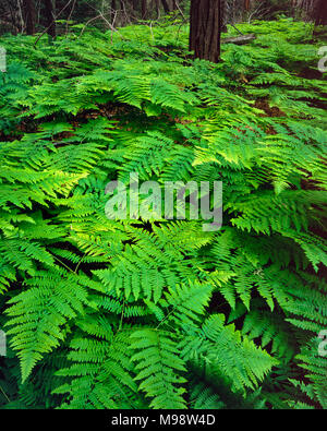 Bracken Fern, Bubb Creek, Kings Canyon National Park, Kalifornien Stockfoto