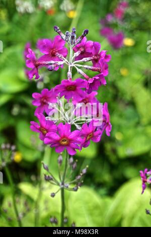 Kandelaber Primel (Primula bulleyana) Blumen bilden ein Windrad Form. Stockfoto