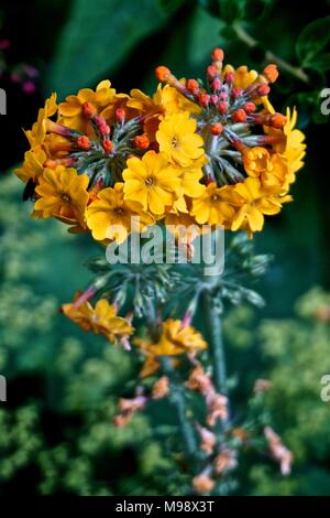 Kandelaber Primel (Primula bulleyana) Blumen bilden ein Windrad Form. Stockfoto