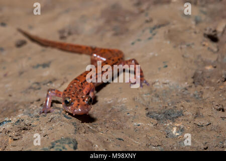 Spotted Tail Höhle Salamander (Eurycea lucifuga) Stockfoto