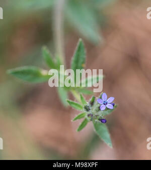 Angels Gilia ist im Sequoia National Park sehr üppig, aber man muss genau nach ihm Ausschau halten, da diese Blumen weniger als 1 cm groß sind. Stockfoto