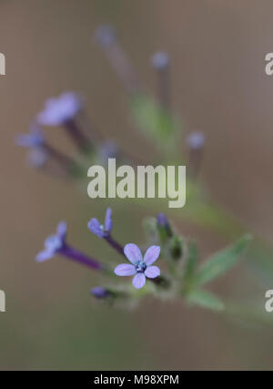 Angels Gilia ist im Sequoia National Park sehr üppig, aber man muss genau nach ihm Ausschau halten, da diese Blumen weniger als 1 cm groß sind. Stockfoto