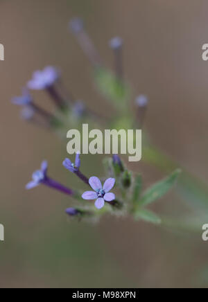 Angels Gilia ist im Sequoia National Park sehr üppig, aber man muss genau nach ihm Ausschau halten, da diese Blumen weniger als 1 cm groß sind. Stockfoto