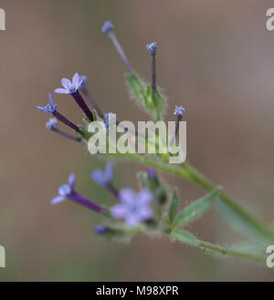 Angels Gilia ist im Sequoia National Park sehr üppig, aber man muss genau nach ihm Ausschau halten, da diese Blumen weniger als 1 cm groß sind. Stockfoto