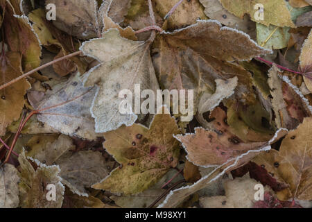 Nahaufnahme der einen Haufen Blätter im Herbst, beschichtet mit Frost an einem kalten Wintermorgen Stockfoto