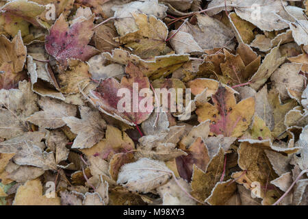 Stapel der Blätter im Herbst, beschichtet mit Frost an einem kalten Wintermorgen Stockfoto