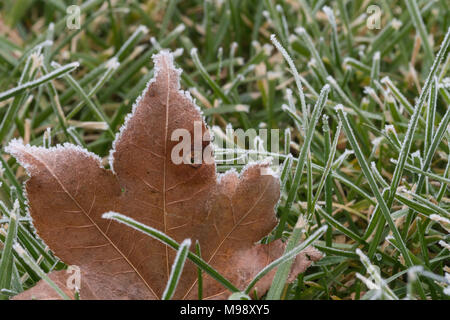 Frosty trocken Braun maple leaf Sitzen im grünen Gras bedeckt mit Frost Stockfoto