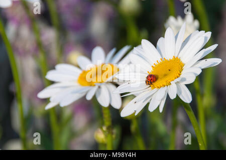 Zwei weiße Daises mit leuchtend gelben und roten Marienkäfer closeup mit Kopie Raum Stockfoto