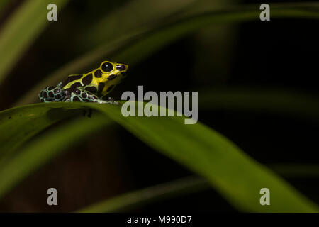 Splash Back Pfeilgiftfrosch (Ranitomeya variabilis) eine Poison dart Frog, die in den feuchten Wäldern der peruanischen Bergen lebt. Stockfoto