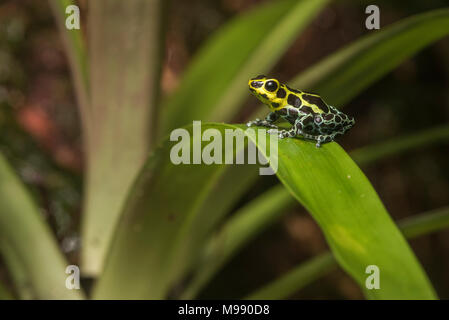 Splash Back Pfeilgiftfrosch (Ranitomeya variabilis) eine Poison dart Frog, die in den feuchten Wäldern der peruanischen Bergen lebt. Stockfoto