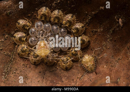 Eine kreisförmige Anordnung der Shield bug Nymphen um die Eier, die Sie von geschlüpft. Sie herum kleben, um für ein paar Tage vor Dispergieren. Stockfoto