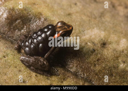 Ein Mann los tayos Rocket frog (Hyloxalus nexipus) seine Kaulquappen Durchführung auf seinem Rücken. Die elterliche Fürsorge ist typisch für die pfeilgiftfrösche der Familie von Fröschen. Stockfoto