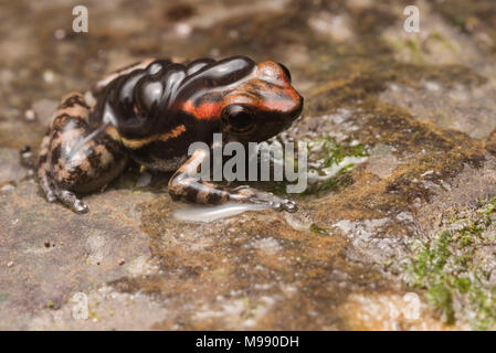 Ein Mann los tayos Rocket frog (Hyloxalus nexipus) seine Kaulquappen Durchführung auf seinem Rücken. Die elterliche Fürsorge ist typisch für die pfeilgiftfrösche der Familie von Fröschen. Stockfoto