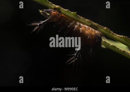 Eine auf den Kopf slug Caterpillar auf der Unterseite eines Blattes in den peruanischen Regenwald, es packt einen starken und schmerzhaften Stich, um sich selbst zu schützen. Stockfoto