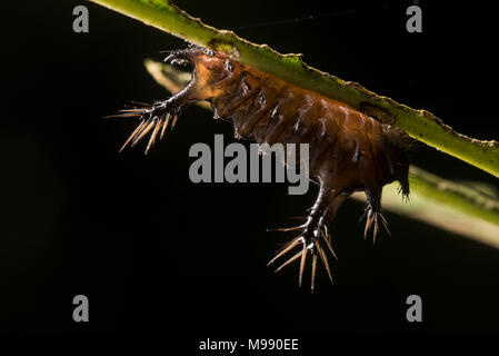 Eine auf den Kopf slug Caterpillar auf der Unterseite eines Blattes in den peruanischen Regenwald, es packt einen starken und schmerzhaften Stich, um sich selbst zu schützen. Stockfoto