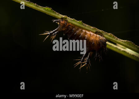 Eine auf den Kopf slug Caterpillar auf der Unterseite eines Blattes in den peruanischen Regenwald, es packt einen starken und schmerzhaften Stich, um sich selbst zu schützen. Stockfoto