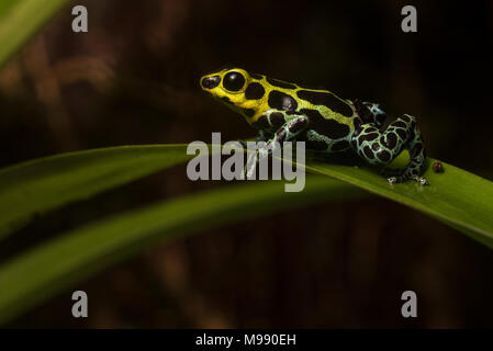 Eine wunderschöne Splash Back Pfeilgiftfrosch (Ranitomeya variabilis) von der Höhenlage Wald von Peru. Diese Frösche Leben in den Bäumen und Epiphyten. Stockfoto