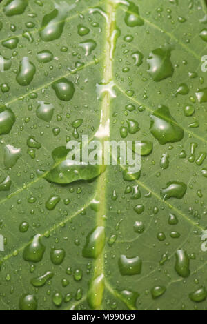 Wassertropfen auf ein Blatt im peruanischen Dschungel. Stockfoto