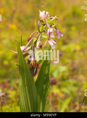 Marsh Helleborine Epipactis palustris wachsen auf Carpayhian Berg in der Nähe des Flusses in der Ukraine Stockfoto