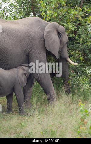 Afrikanischer Elefant (Loxodonta africana). Kuh und Kalb füttern. Adult​ weiblich Mutter von Kalb, surfen auf der unteren Geschichte Vegetation während Ihr Baby säugt f Stockfoto