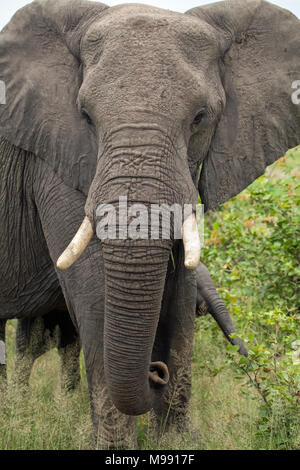 Afrikanischer Elefant Loxodonta Africana. Nach Bulle mit Blick auf Viewer. Okavango Delta. Botswana. Afrika. Stockfoto