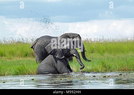 Afrikanische Elefanten (Loxodonta africana). Kuh im hinteren Sammeln grüne Rn aquatische Vegetation mit Trunk zu essen. Tier näher Vor der Verwendung der Funktion t Stockfoto