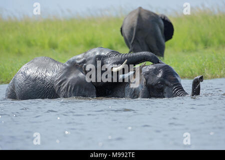 Afrikanische Elefanten (Loxodonta africana). Sub-Paar, bis zu einer anderen Hälfte in Wasser eingetaucht. Okavango Delta. Botswana. Januar. Stockfoto
