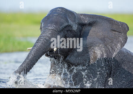 Afrikanischer Elefant (Loxodonta africanus), Baden, in Wasser eingetaucht, with​ Kraft und viel Spritzwasser. Okavango Delta. Botswana. ​ Stockfoto