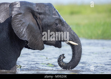 Afrikanischer Elefant (Loxodonta africanus), Baden, in Wasser eingetaucht, with​ Kraft und viel Spritzwasser. Okavango Delta. Botswana. Stockfoto