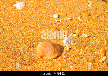 Herzmuscheloberteilen am Strand von Albufeira an der Algarve Stockfoto