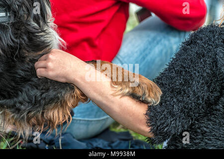 Bein einer Hund ruht auf dem Arm der Frau Stockfoto