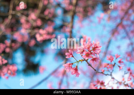 Royalty Free Stock Bild in hoher Qualität von Cherry Blossom Sakura (Prunus Cesacoides, wilde Himalayan Kirsche) im Frühling Stockfoto