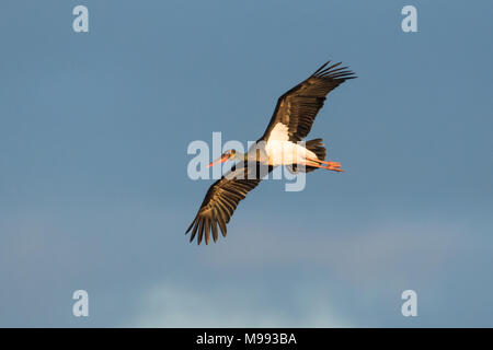 Juvenile Schwarzstorch Ciconia nigra in Donana National Parc Spanien Stockfoto