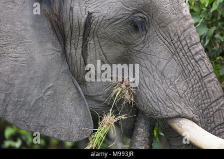 Afrikanischer Elefant (Loxodonta africana). Elefantenkuh mit Mund voller Vegetation Schub in den Mund. Zeitliche stutzenöffnung zwischen Ohr und Auge. Stockfoto