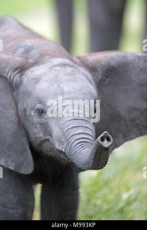 Afrikanischer Elefant (Loxodonta africana). Kalb, sensible trunk Tipp, Nasenlöcher und Finger - wie Projektion zu erreichen und zu untersuchen Sofortige lokale Stockfoto