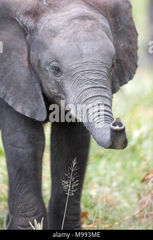 Afrikanischer Elefant (Loxodonta africana). Kalb mit trunk Tipp zu erreichen und die Untersuchung von Gras rispe oder Saatgut. Chobe National Park. Okavango Delta. Stockfoto