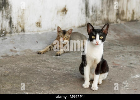 Zwei Straßenkatzen sitzen in einer engen Wohnstraße in Kochi, Kerala, Indien. Straßentiere sind ein häufiger Anblick in Stadtvierteln in Südindien. Stockfoto