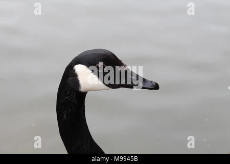 Gans hautnah Stockfoto