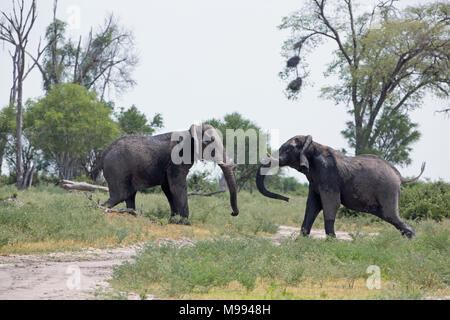 Afrikanischer Elefant (Loxodonta africana). Kopf auf Konfrontation zwischen zwei Bullen. Okavango Delta. Botswana. Afrika. Stockfoto