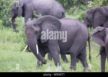 Afrikanische Elefanten (Loxodonta africana). Einen Abschnitt aus einer Herde, die durch Bush Savanne Grünland, Weiden. Okavango Delta. Botswana. Africa​. Stockfoto