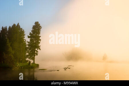 Morgendämmerung Nebel hebt den Yellowstone River zu offenbaren und Gänse schwimmen in Yellowstone National Park, Cooke City, Montana, USA. Stockfoto