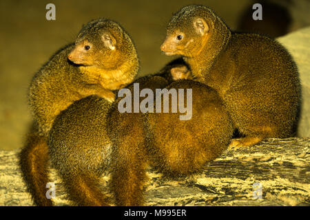 Dwarf Mongoose (Helogale parvula) Familie kuscheln Stockfoto