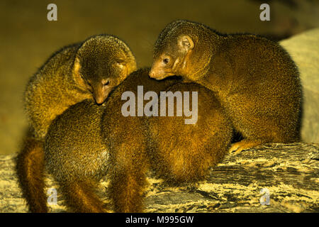 Dwarf Mongoose (Helogale parvula) Familie kuscheln Stockfoto