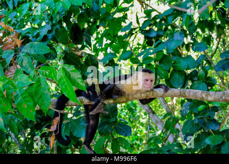 Totenkopfäffchen, Manuel Antonio National Park, Costa Rica, Mittelamerika Stockfoto